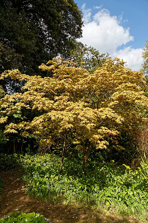 Japanese maple: An Acer palmatum (aka: palmate maple; Japanese maple; smooth Japanese-maple; irohamomiji, イロハモミジ; momiji, 紅葉), on a garden path in an area described as 'The Wil
