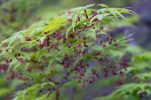Japanese maple (Acer palmatum)