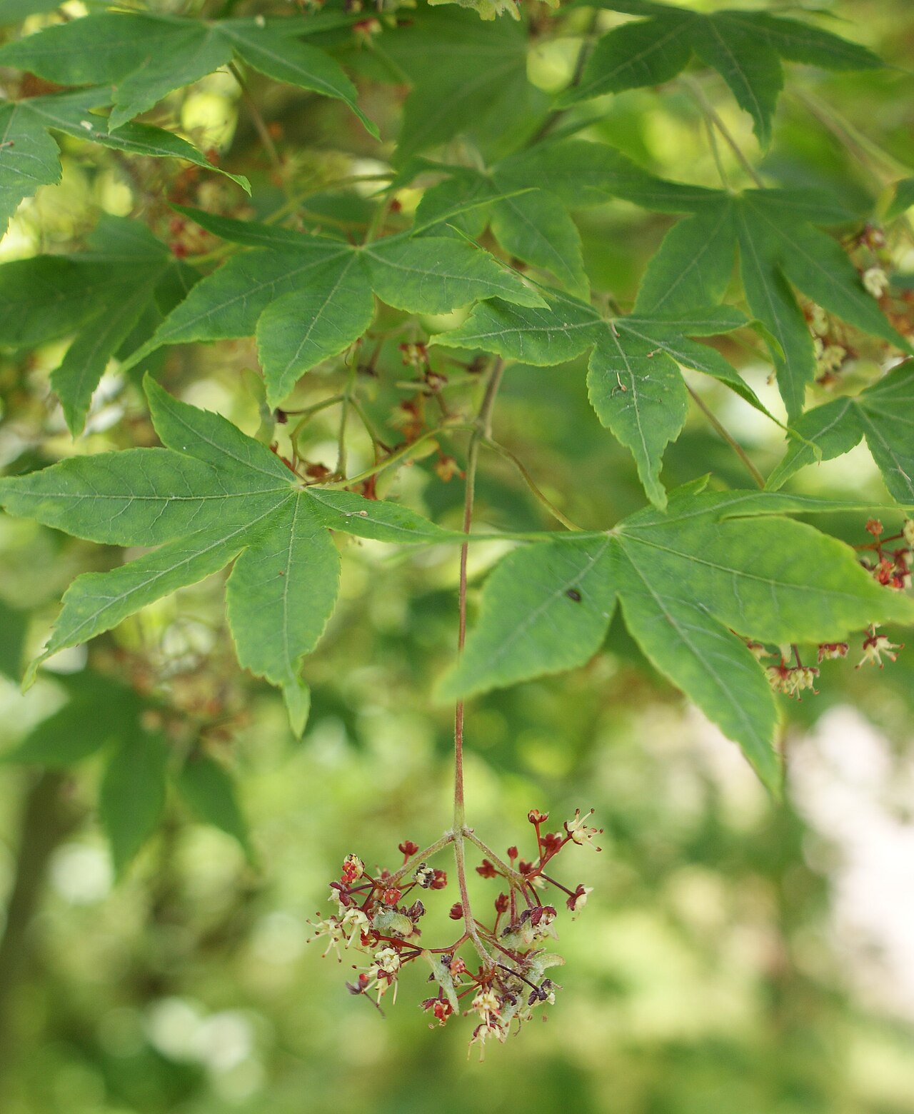 Acer pauciflorum: Acer pubipalmatum. Glinna Arboretum near Szczecin