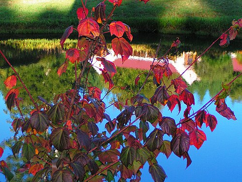 Wongka maple: The Big House, which is my parents' holiday home, is built some way above the lower dam.