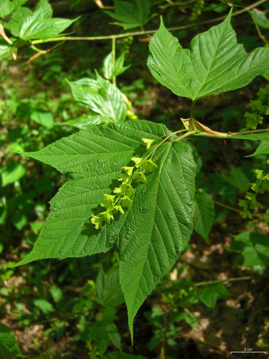 Striped maple: Acer pensylvanicum 20100504.17 Great Smoky Mountains, NC