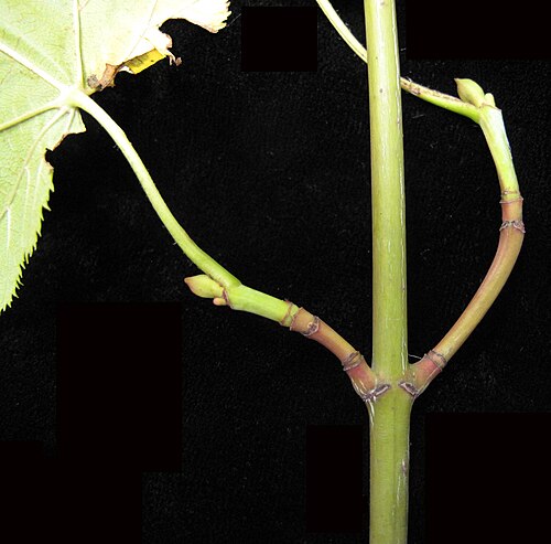 Striped maple: Nom français : érable de Pennsylvanie. Nom anglais : striped maple. Plusieurs cicatrices subséquentes de l'écaille du bourgeon sur les rameaux et cicatrices fol
