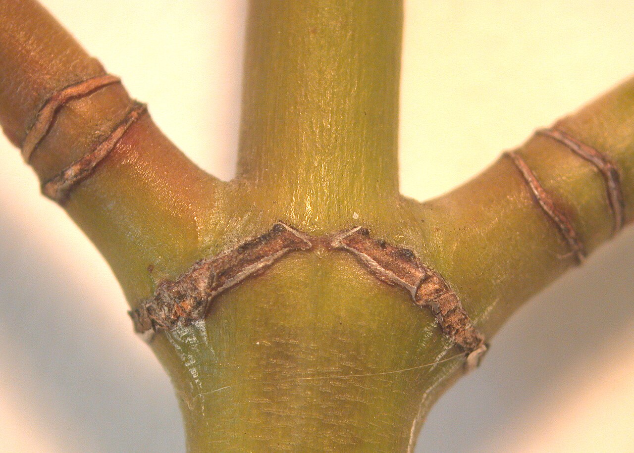 Striped maple: Nom français : érable de Pennsylvanie. Nom anglais : striped maple. Cicatrices foliaires sous le rameau et cicatrices de l'écaille du bourgeon sur les rameaux d