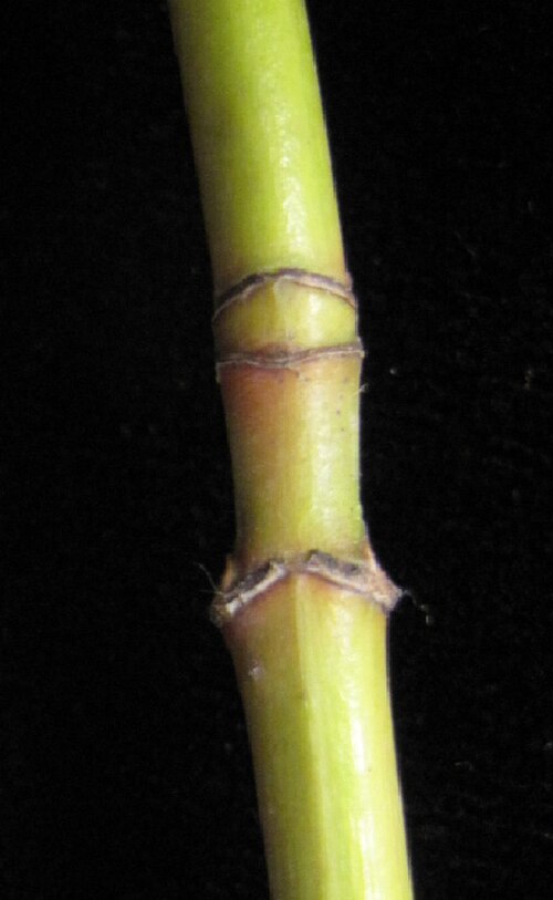 Striped maple: Nom français : érable de Pennsylvanie. Nom anglais : striped maple. Cicatrices foliaires au bas de la jeune tige de l'érable de Pennsylvanie et deux cicatrices