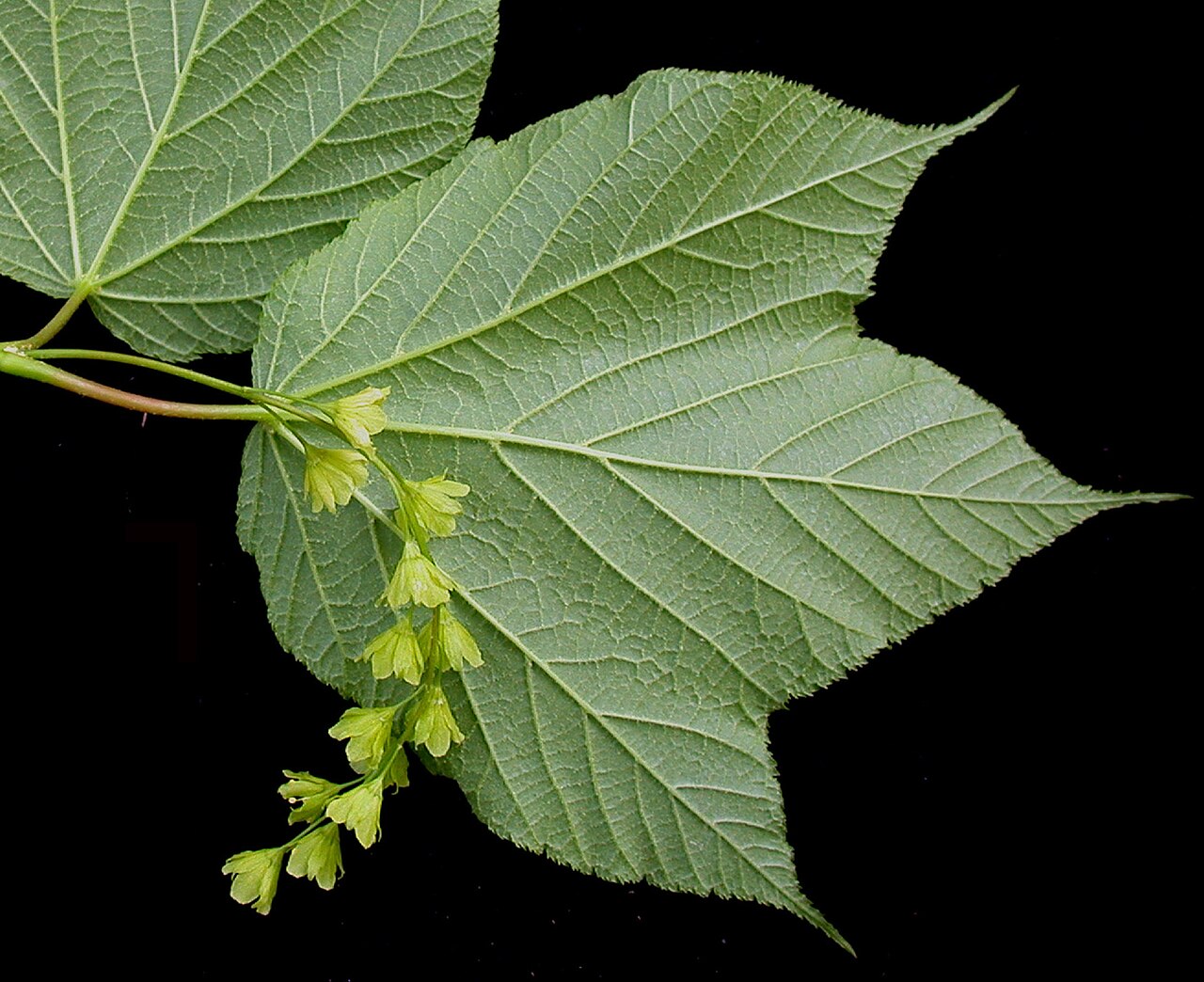 Striped maple: Nom français : érable de Pennsylvanie. Nom anglais : striped maple. Rameau avec inflorescence (fleurs) de l'érable de Pennsylvanie. Dessous de la feuille.