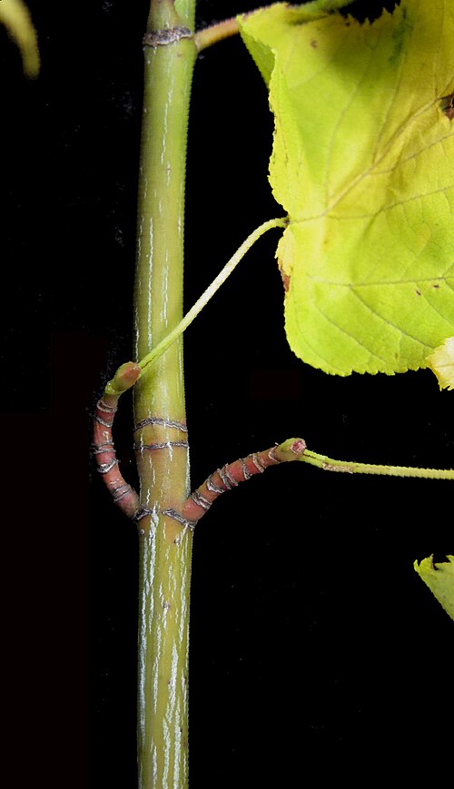 Striped maple: Nom français : érable de Pennsylvanie. Nom anglais : striped maple. Plusieurs cicatrices subséquentes de l'écaille du bourgeon sur les rameaux de l'érable de Pe