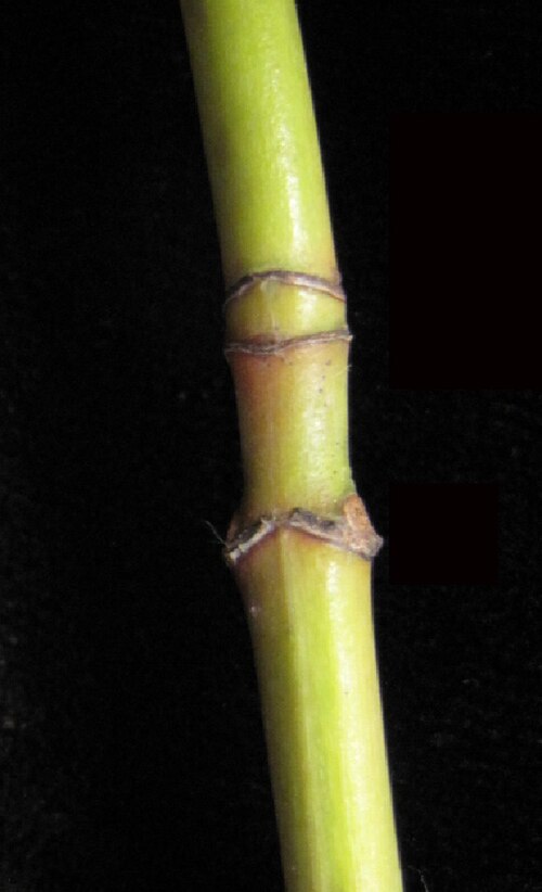 Striped maple: Nom français : érable de Pennsylvanie. Nom anglais : striped maple. Cicatrices foliaires au bas de la jeune tige de l'érable de Pennsylvanie et deux cicatrices