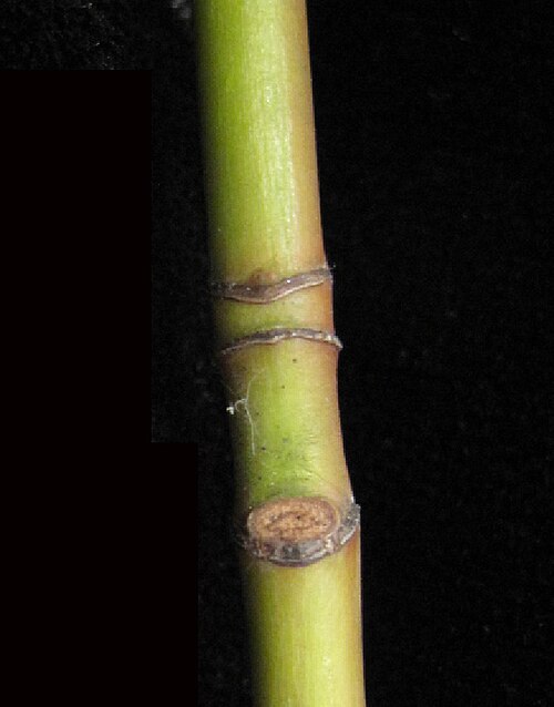 Striped maple: Nom français : érable de Pennsylvanie. Nom anglais : striped maple. Cicatrice foliaire au bas de la jeune tige de l'érable de Pennsylvanie et deux cicatrices de