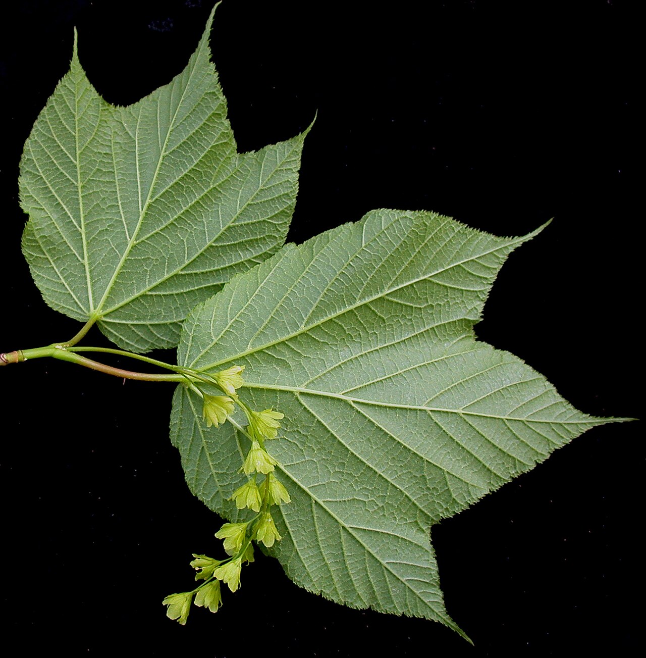 Striped maple: Nom français : érable de Pennsylvanie. Nom anglais : striped maple. Rameau avec inflorescence (fleurs) de l'érable de Pennsylvanie. Dessous de la feuille.