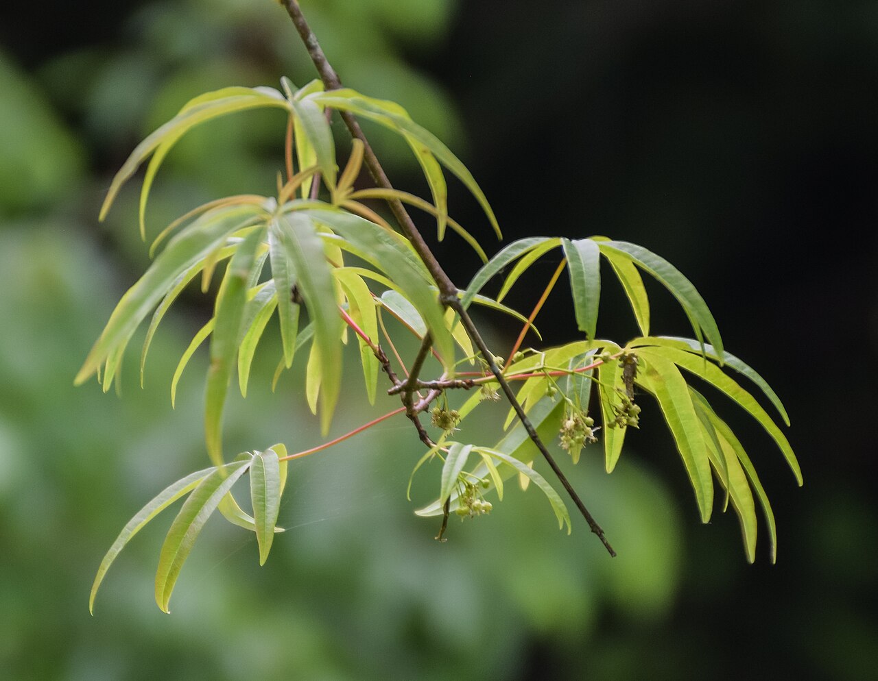 Acer pentaphyllum: Acer pentaphyllum in Hackfalls Arboretum, Gisborne Region, New Zealand