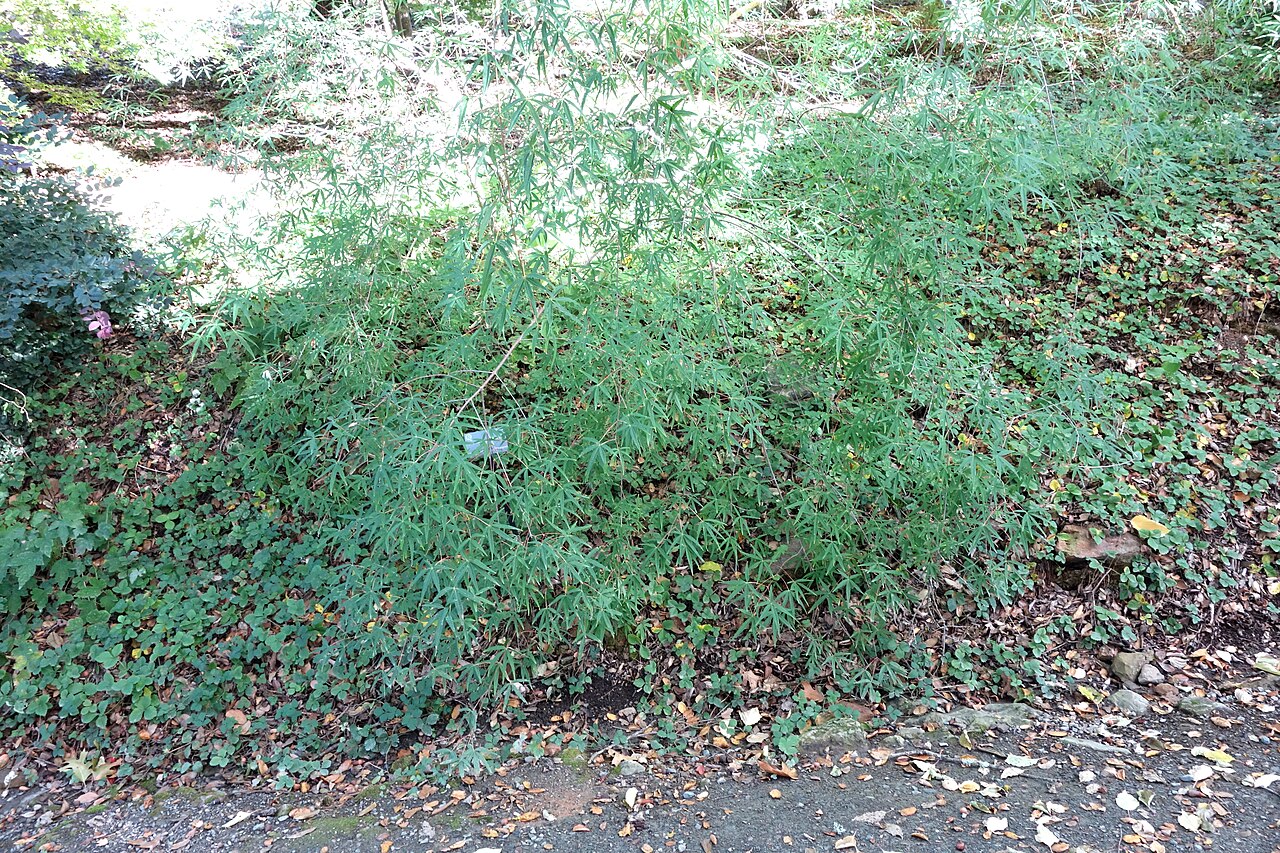 Acer pentaphyllum: Botanical specimen in Quarryhill Botanical Garden, Glen Ellen, California, USA.