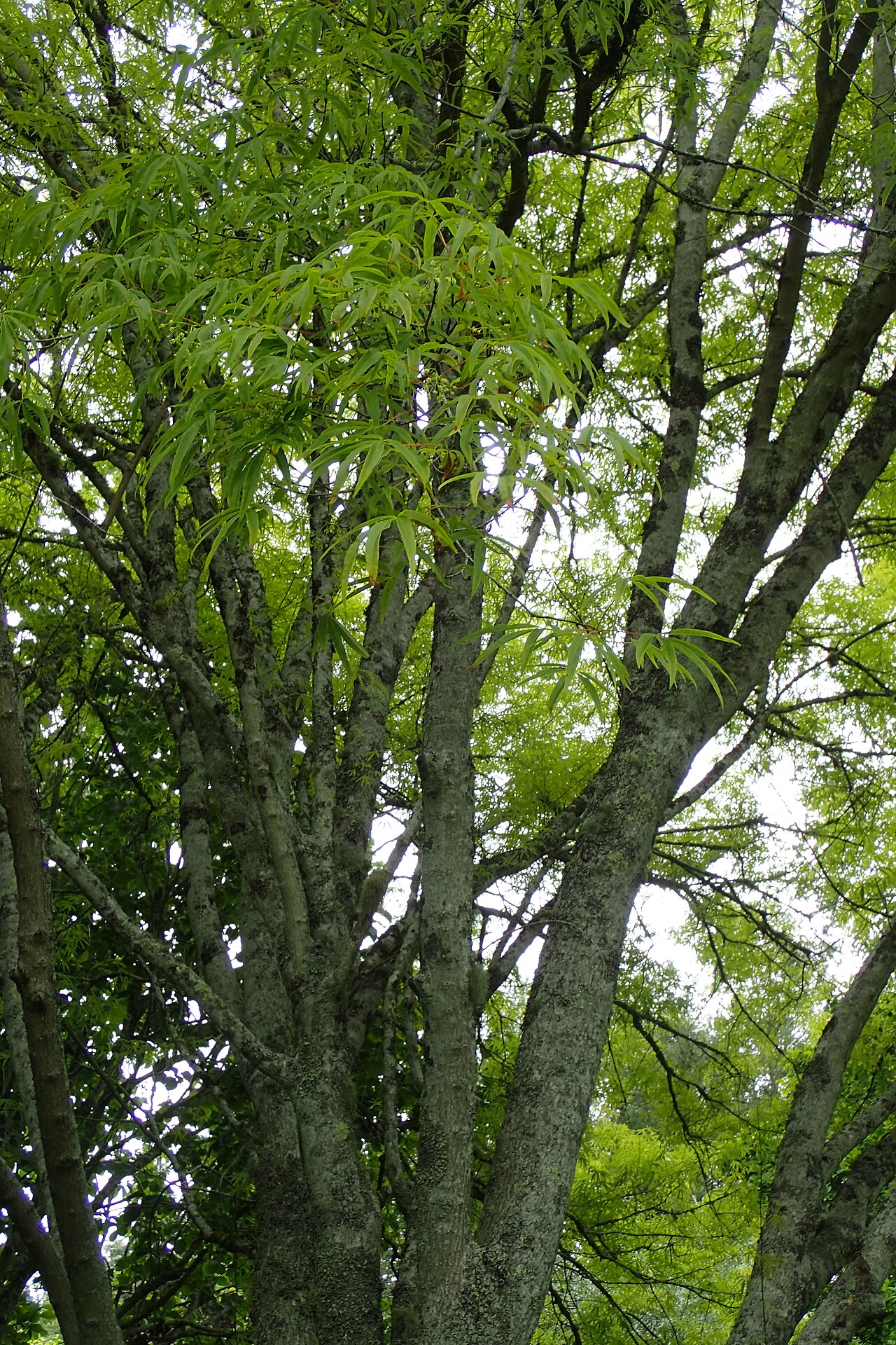Acer pentaphyllum: Acer pentaphyllum in Hackfalls Arboretum, Hawkes's Ba, NZ