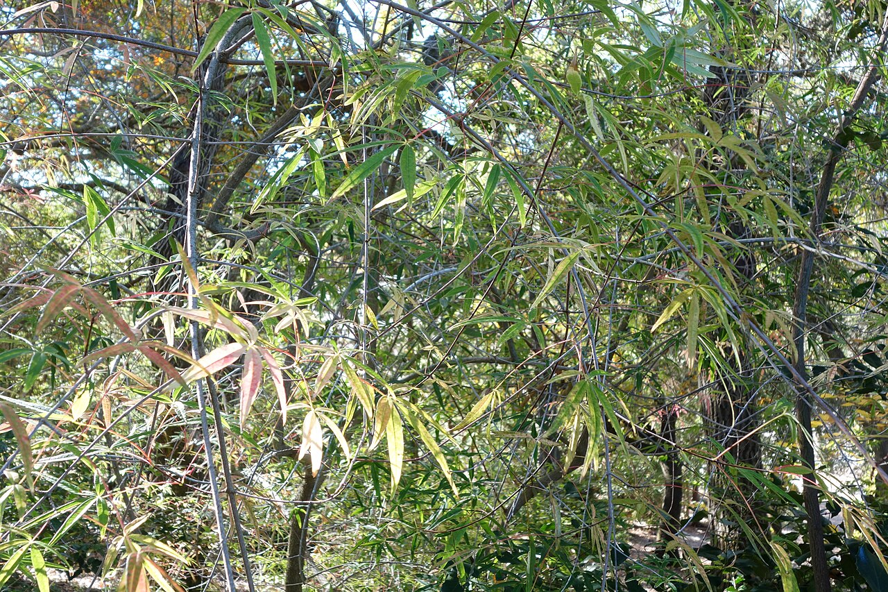 Acer pentaphyllum: Botanical specimen in Quarryhill Botanical Garden, Glen Ellen, California, USA.