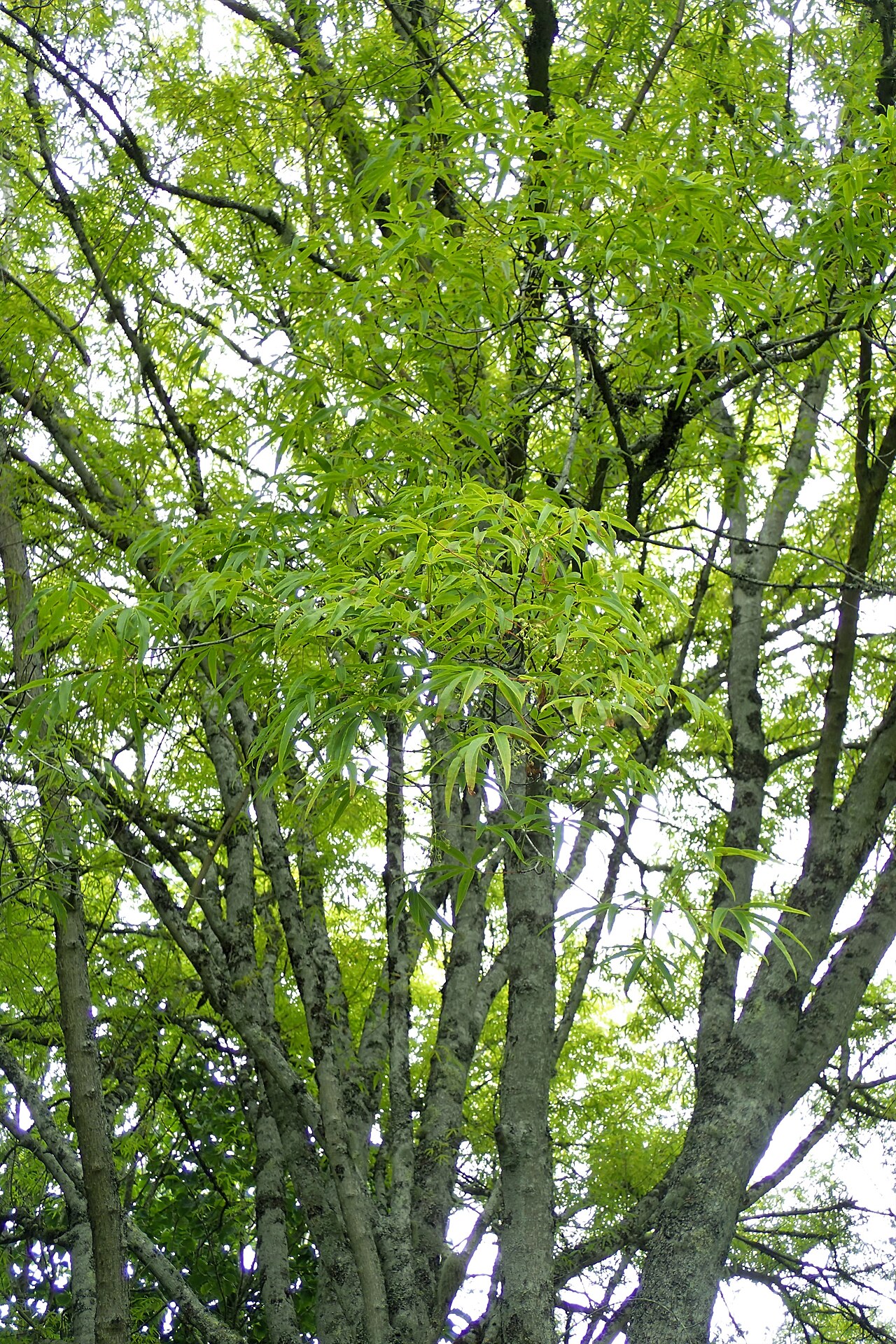 Acer pentaphyllum: Acer pentaphyllum in Hackfalls Arboretum, Hawkes's Ba, NZ