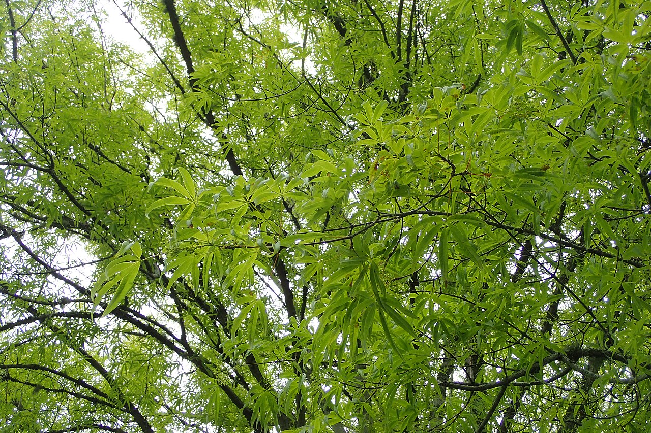 Acer pentaphyllum: Acer pentaphyllum in Hackfalls Arboretum, Hawkes's Ba, NZ