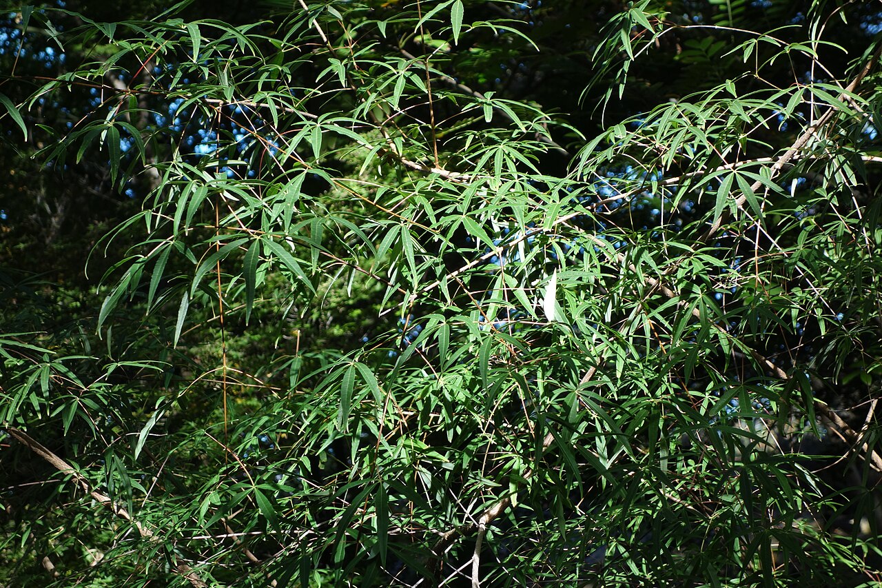 Acer pentaphyllum: Botanical specimen in Quarryhill Botanical Garden, Glen Ellen, California, USA.