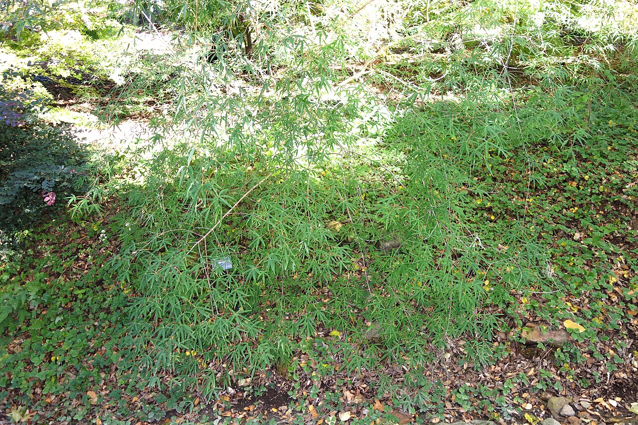 Acer pentaphyllum: Botanical specimen in Quarryhill Botanical Garden, Glen Ellen, California, USA.