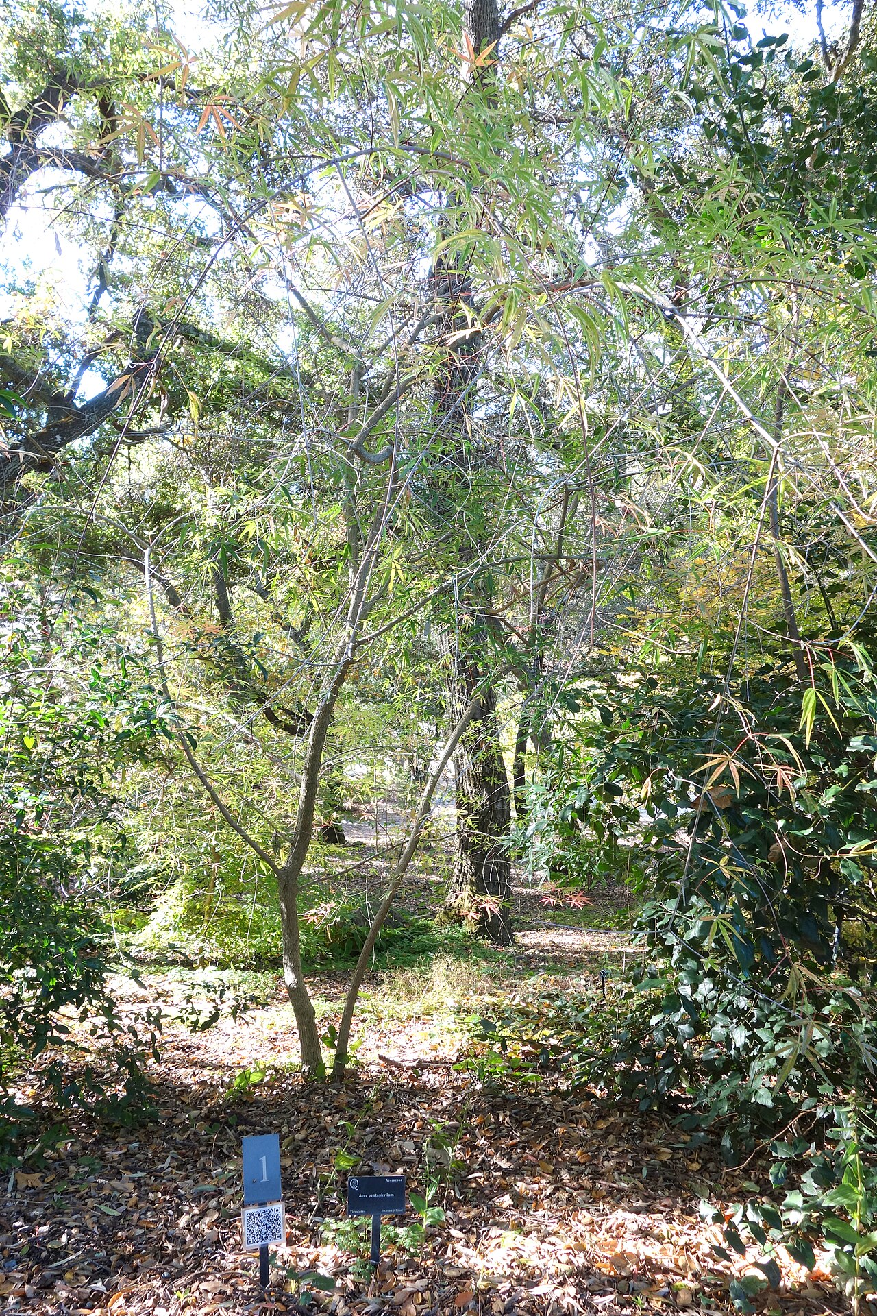Acer pentaphyllum: Botanical specimen in Quarryhill Botanical Garden, Glen Ellen, California, USA.