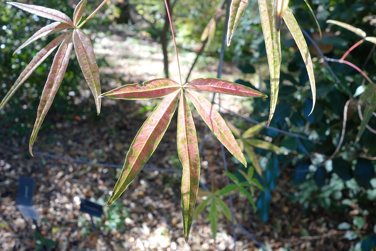 Acer pentaphyllum: Botanical specimen in Quarryhill Botanical Garden, Glen Ellen, California, USA.