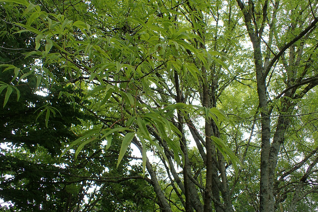 Acer pentaphyllum: Acer pentaphyllum in Hackfalls Arboretum, Hawkes's Ba, NZ