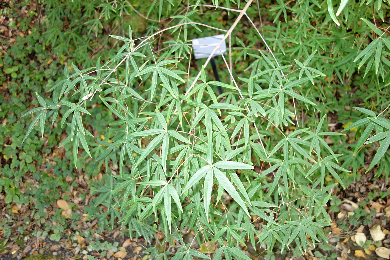 Acer pentaphyllum: Botanical specimen in Quarryhill Botanical Garden, Glen Ellen, California, USA.