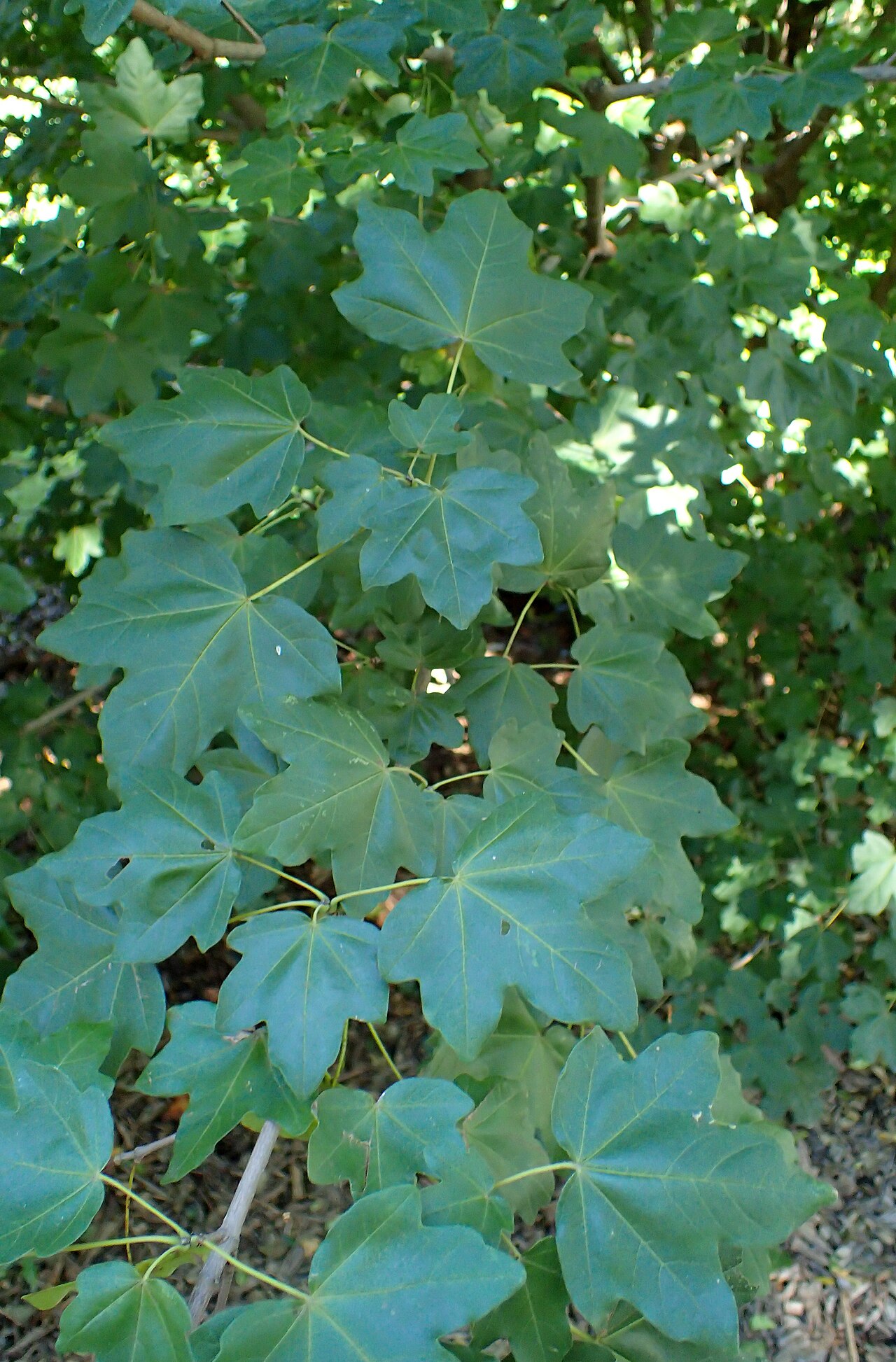 Acer pilosum: Acer pilosum var. stenolobum in Olbrich Botanical Gardens, Madison