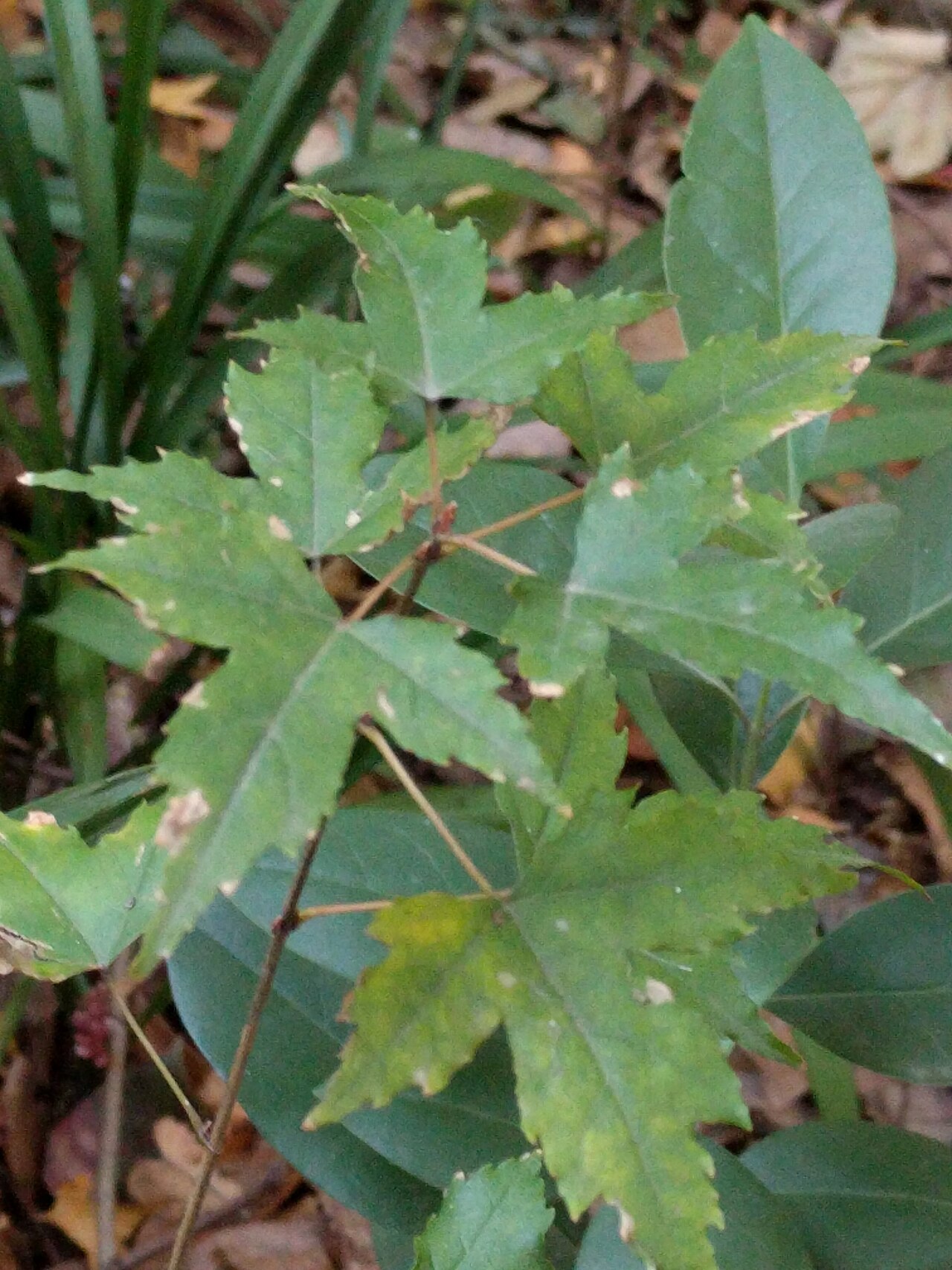 Acer pilosum: Acer pilosum var. stenolobum , photographed in Central China Normal University, Wuhan, Hubei Province, China