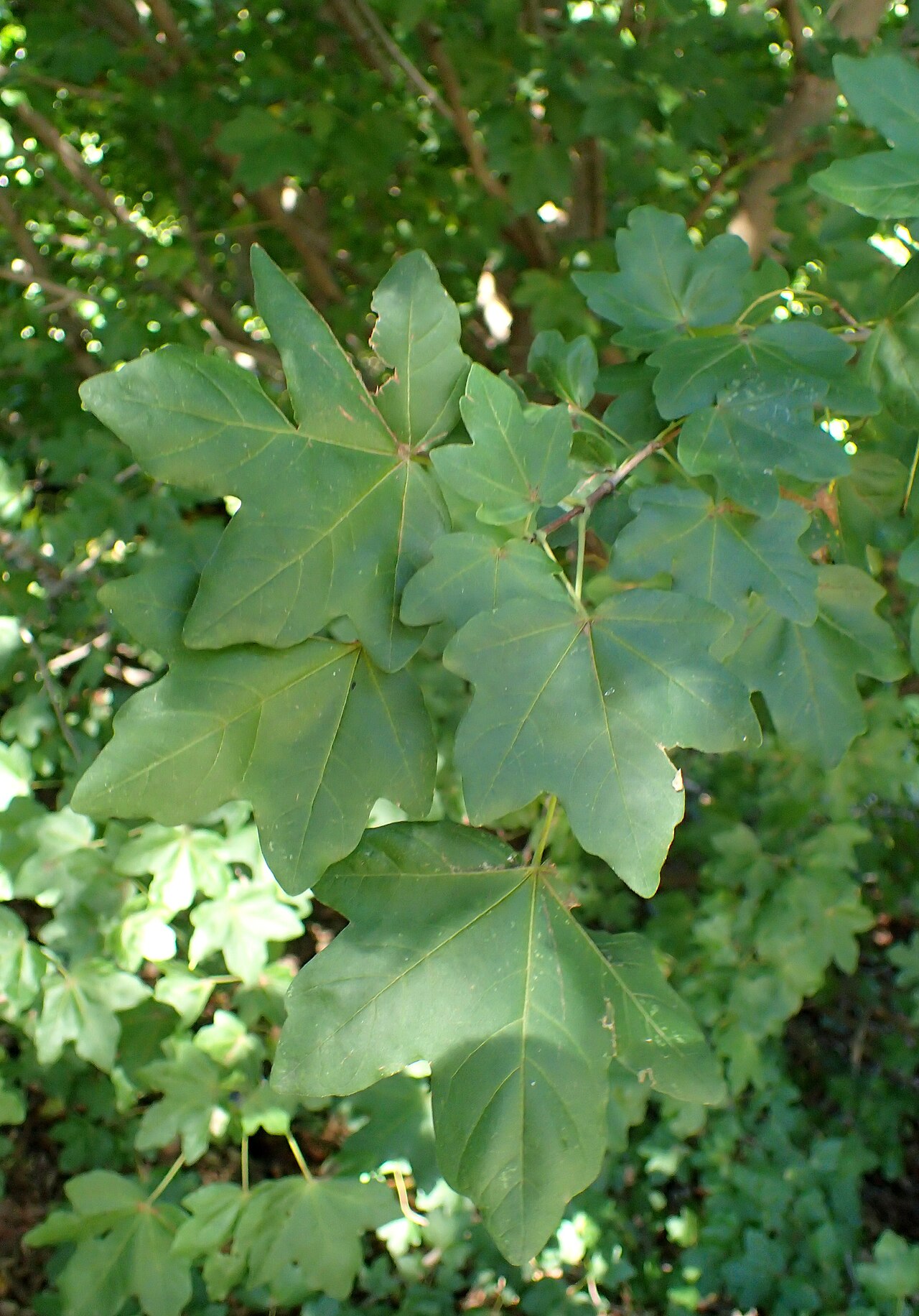 Acer pilosum: Acer pilosum var. stenolobum in Olbrich Botanical Gardens, Madison