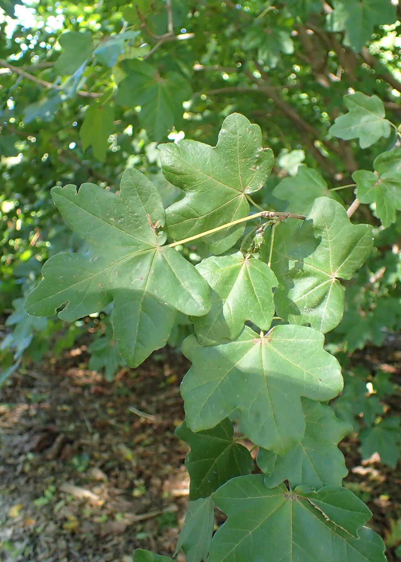 Acer pilosum: Acer pilosum var. stenolobum in Olbrich Botanical Gardens, Madison