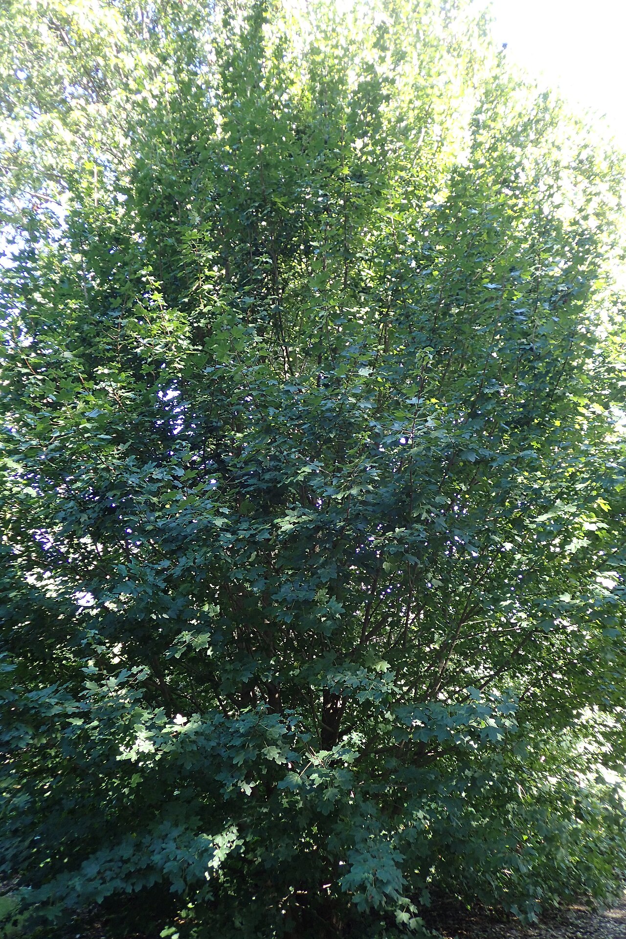Acer pilosum: Acer pilosum var. stenolobum in Olbrich Botanical Gardens, Madison