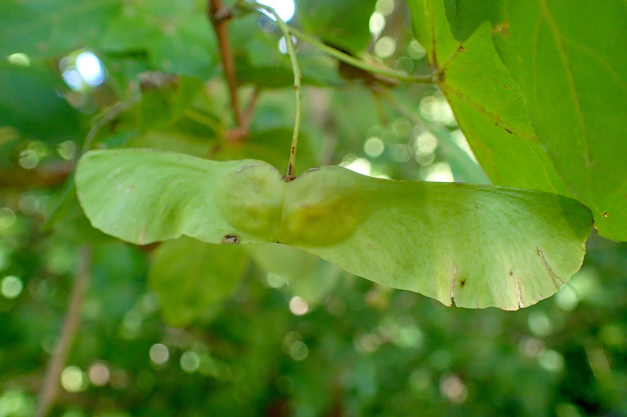 Acer pilosum: Acer pilosum var. stenolobum in Olbrich Botanical Gardens, Madison