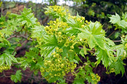 Norway maple: Acer platanoides inflorescens, Ore Mountains