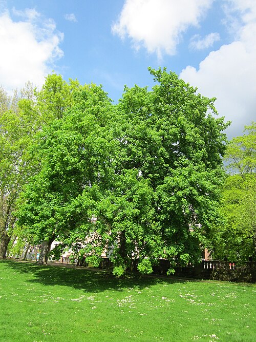 Norway maple: Spitzahorn ( Acer platanoides ) am Staden in Saarbrücken