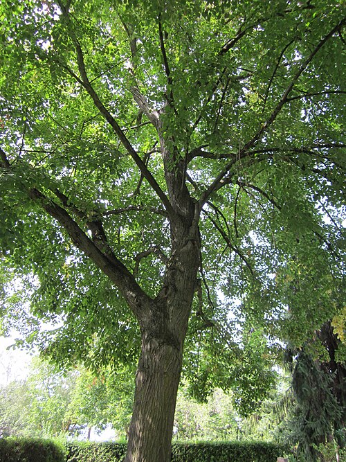 Norway maple: Ahorn ( Acer platanoides ) am Friedhof in Hockenheim