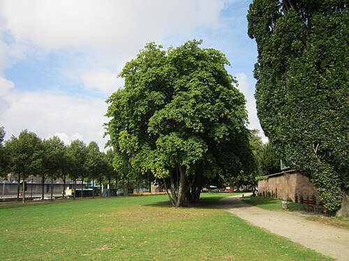 Norway maple: Spitzahorn (Acer platanoides) an der Saar vor dem Staatstheater Saarbrücken