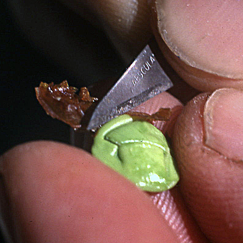 Norway maple: Acer platanoides embryo explanted