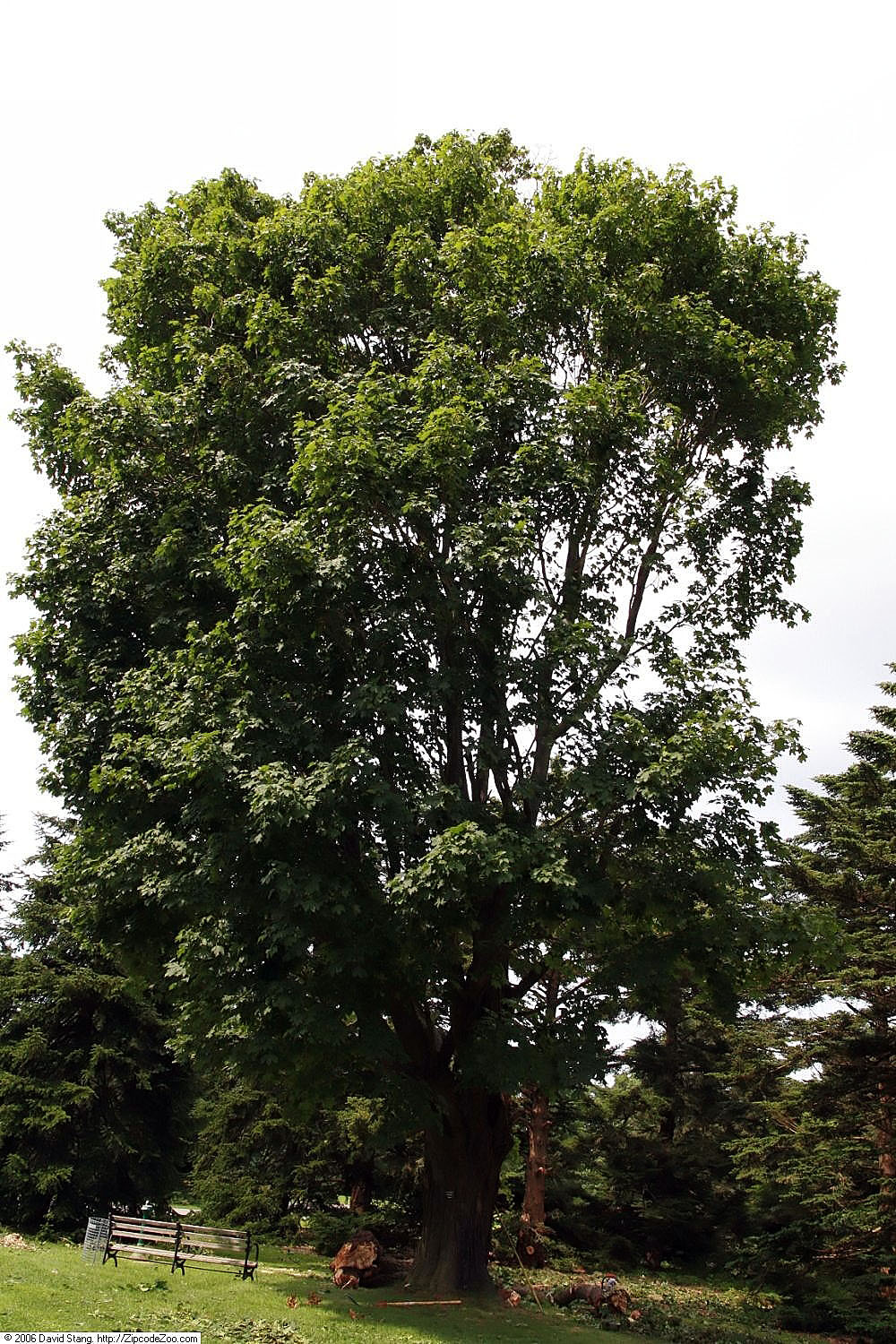 Norway maple: Location taken: Bayard Cutting Arboretum, Oakdale, New York. Names: Acer platanoides , érable Plane, Aieresse, Arce real, Arțar, Astigar zorrotz, Çınar yapraklı
