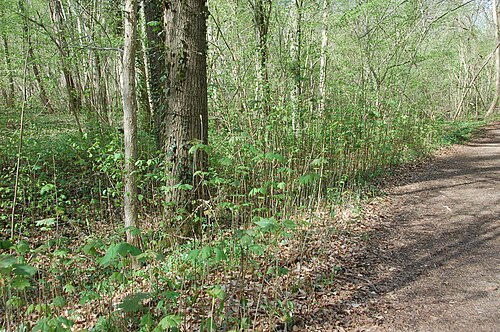 Norway maple: Promenade sous les futaies en avril autour du 'Steingiessen'