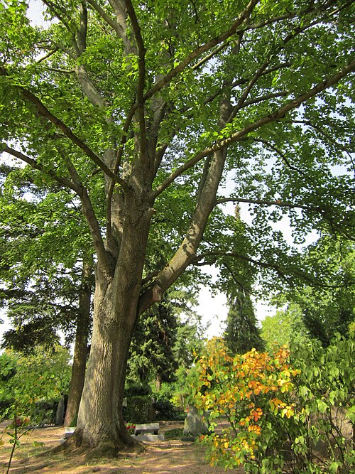Norway maple: Ahorn ( Acer platanoides ) am Friedhof in Hockenheim