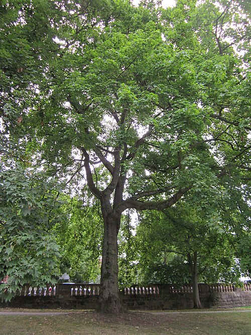 Norway maple: Spitzahorn ( Acer platanoides ) am Staden
