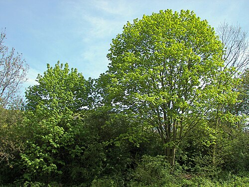 Norway maple: Field Maple (Acer campestre), Location: Marburg, Hesse, Germany