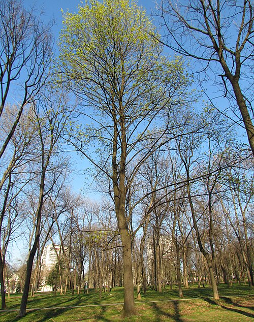 Norway maple: Acer platanoides habitus