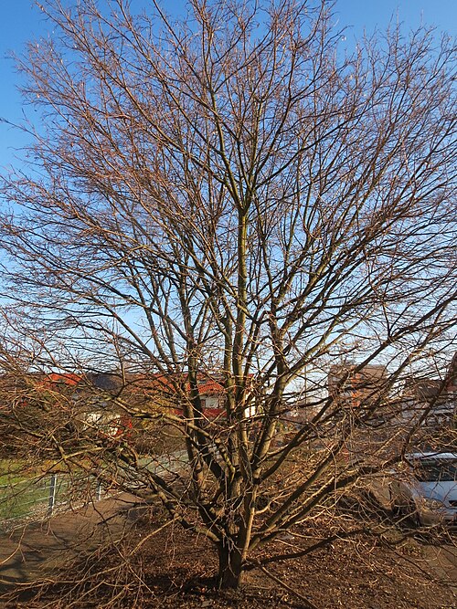 Norway maple: Spitzahorn ( Acer platanoides ) in Hockenheim