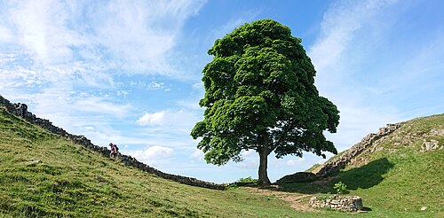 Sycamore maple: The Sycamore Gap Tree or “Robin Hood Tree” is a sycamore tree (Acer pseudoplatanus) standing next to Hadrian's Wall near Haltwhistle, Northumberland, England. C
