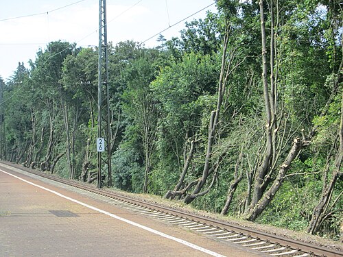 Sycamore maple: Zurückgeschnittenes Bergahorn ( Acer pseudoplatanus ) am Bahnhof Saarbrücken-Ost
