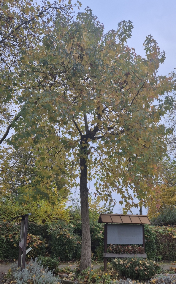 Sycamore maple: Ahorn