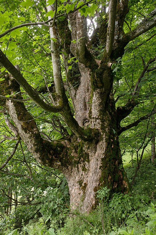 Sycamore maple: This media shows the natural monument in Styria with the ID 1211 .
