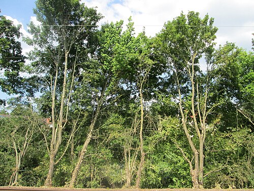 Sycamore maple: Zurückgeschnittenes Bergahorn ( Acer pseudoplatanus ) am Bahnhof Saarbrücken-Ost