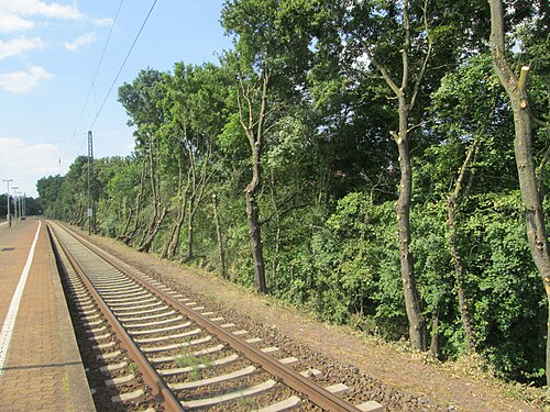 Sycamore maple: Zurückgeschnittenes Bergahorn ( Acer pseudoplatanus ) am Bahnhof Saarbrücken-Ost