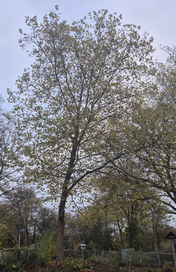 Sycamore maple: Ahorn